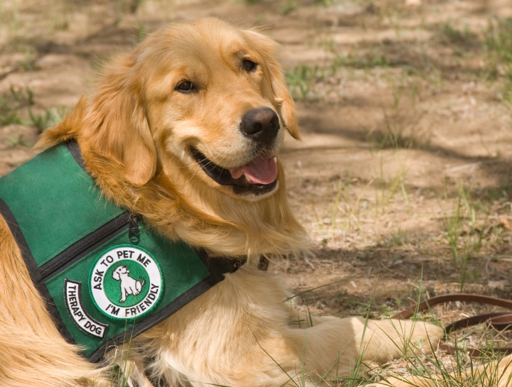 Benefits of Therapy Dogs